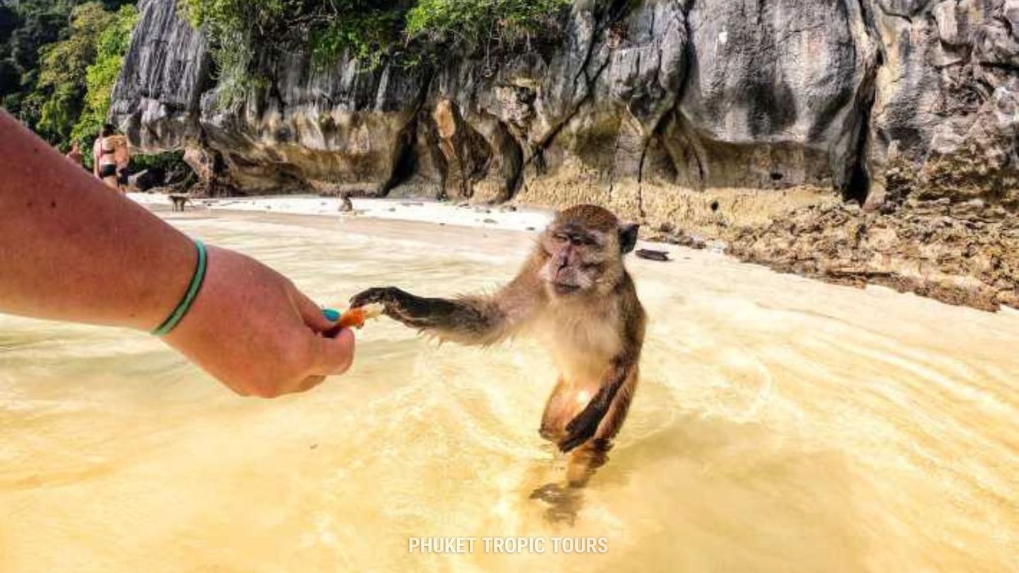пляж обезьян на островах пхи пхи